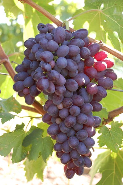 Table Grape