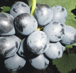 Table Grape