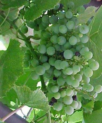 Himrod Grape