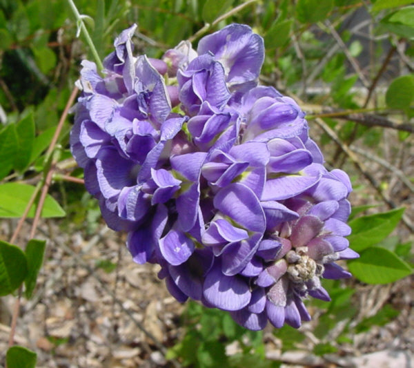 Amethyst Falls American Wisteria