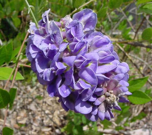 Amethyst Falls American Wisteria