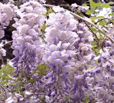 Blue Moon Kentucky Wisteria