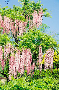 Chinese Wisteria - Rose Pink grafted