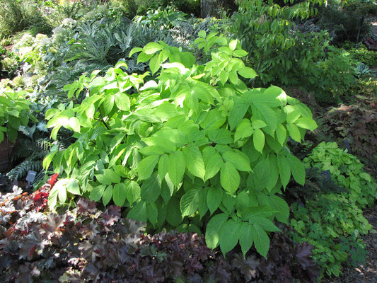 Golden Japanese Spikenard Aralia cordata 'Sun King'