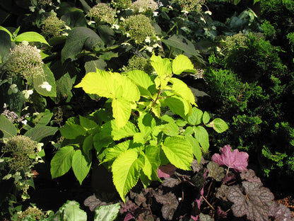 Golden Japanese Spikenard Aralia cordata 'Sun King'