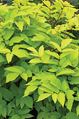 Golden Japanese Spikenard Aralia cordata 'Sun King'