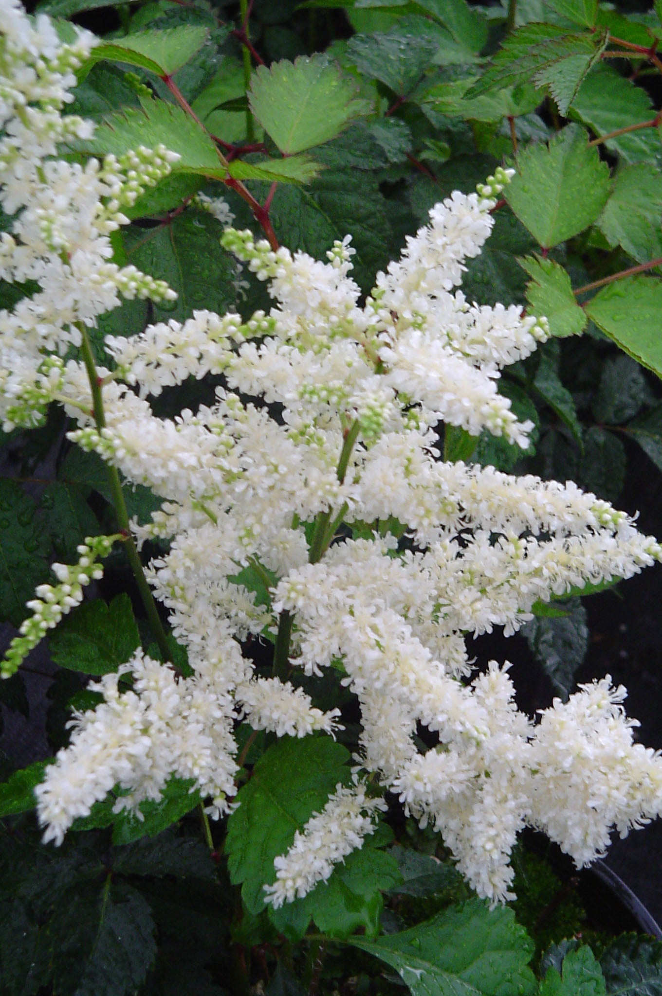 Deutschland Astilbe