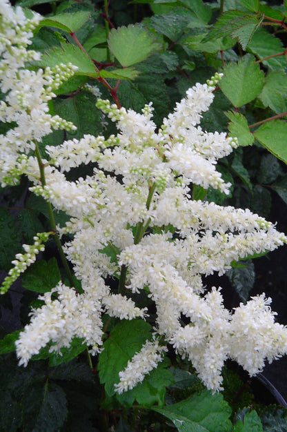 Deutschland Astilbe