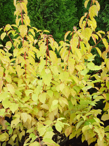 Cornus sanguinea 'Midwinter Fire' Blood Twig Dogwood