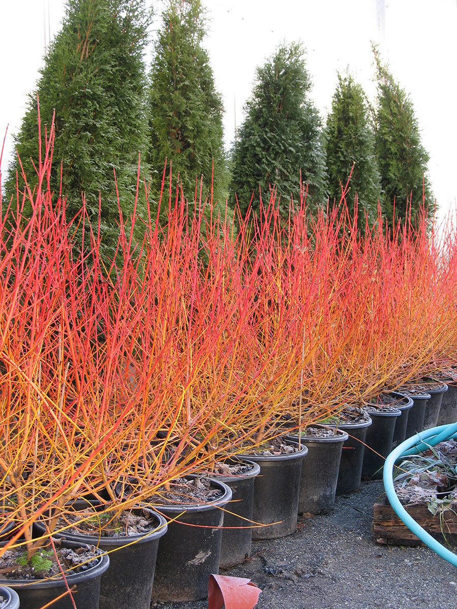 Cornus sanguinea 'Midwinter Fire' Blood Twig Dogwood