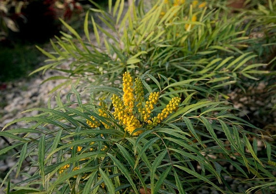 Mahonia ‘Soft Caress’