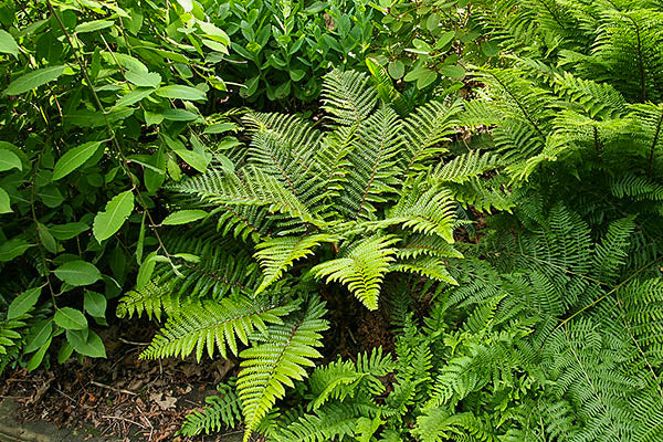 Tassel Fern Polystichum polyblepharum