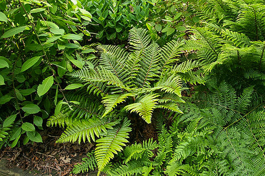 Tassel Fern Polystichum polyblepharum
