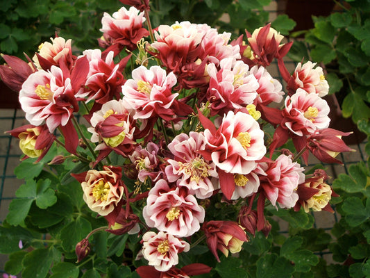 'Winky Dbl Red/White' Columbine
