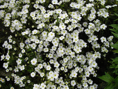 Winter White Mountain Sandwort