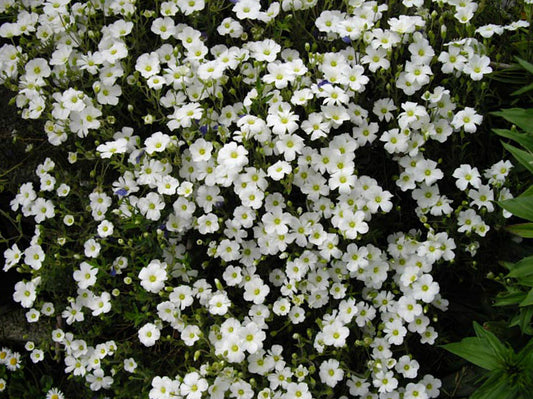 Winter White Mountain Sandwort