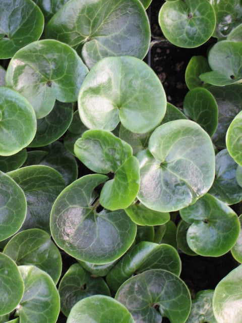 Asarum European Ginger