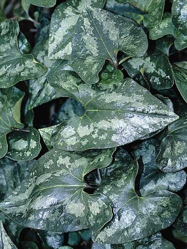 Asarum Chinese Wild Ginger