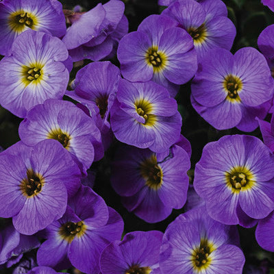 'Axcent Lilac' Rock Cress