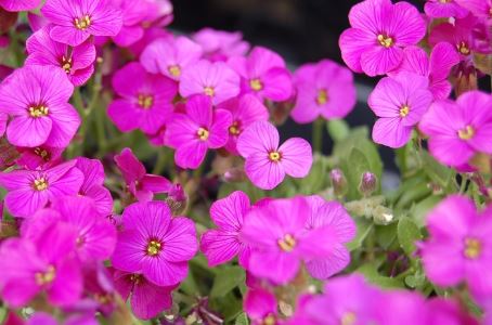 'Axcent Dark Red' Rock Cress