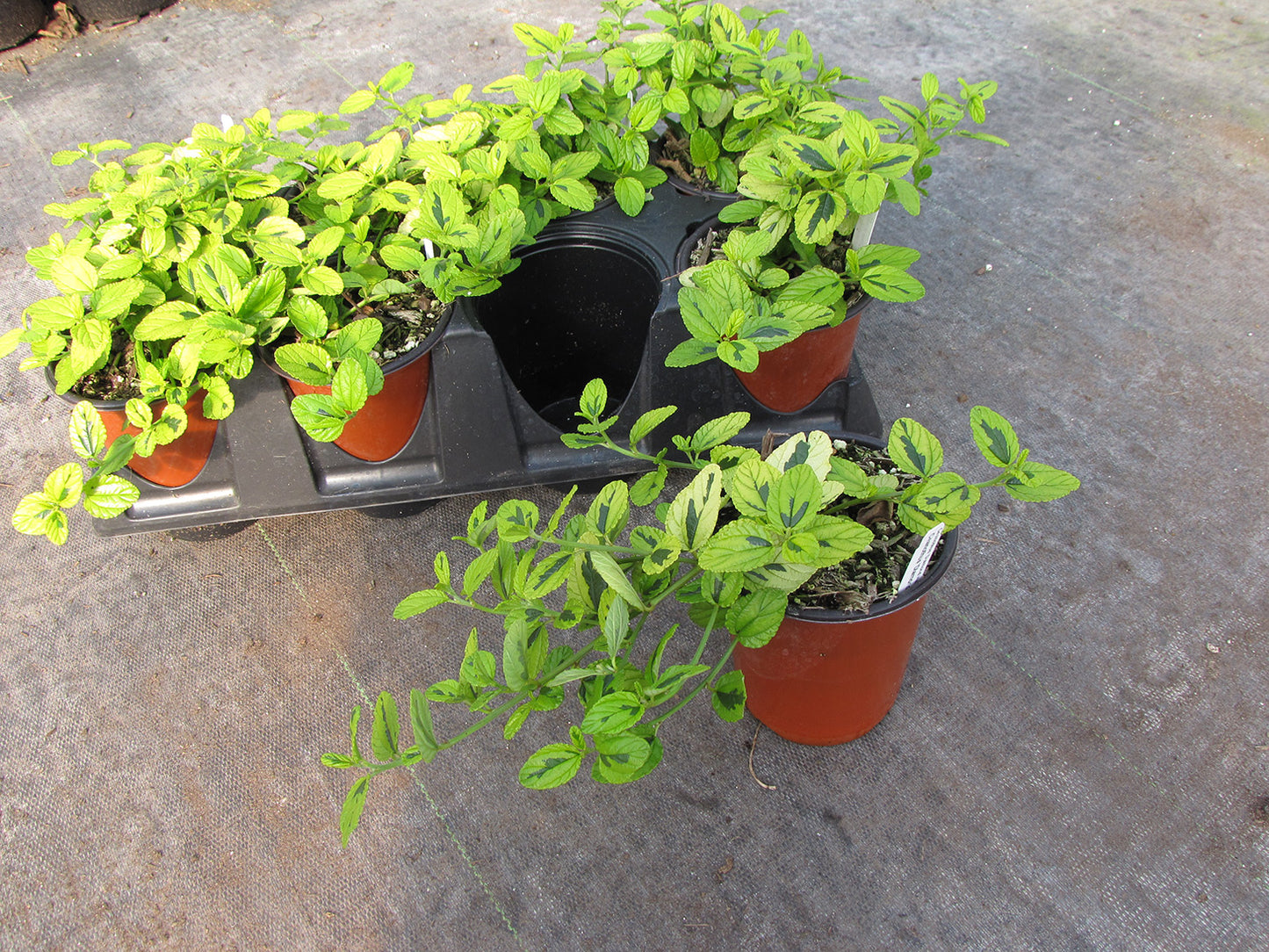 Diamond Heights Variegated Carmel Creeper