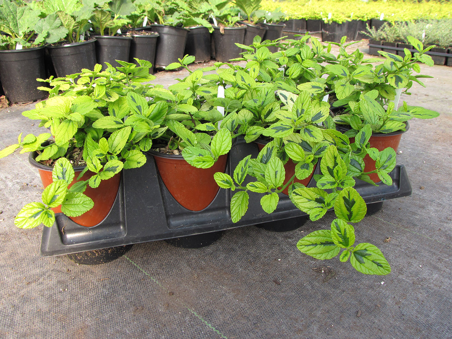 Diamond Heights Variegated Carmel Creeper