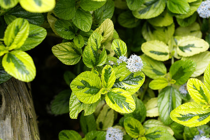 Diamond Heights Variegated Carmel Creeper