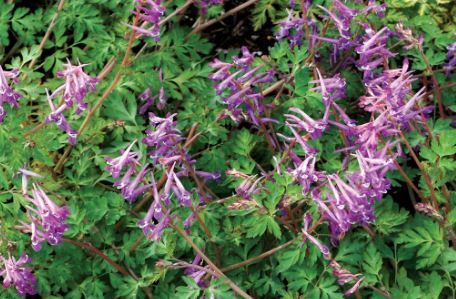 Corydalis 'Blackberry Wine'