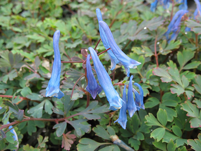Blue Corydalis