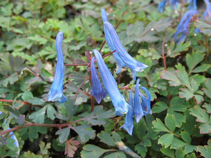 Blue Corydalis