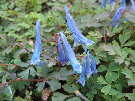Blue Corydalis