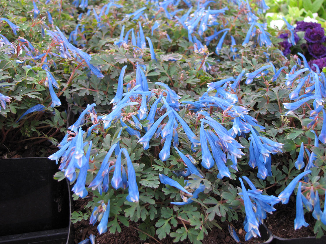 Blue Corydalis