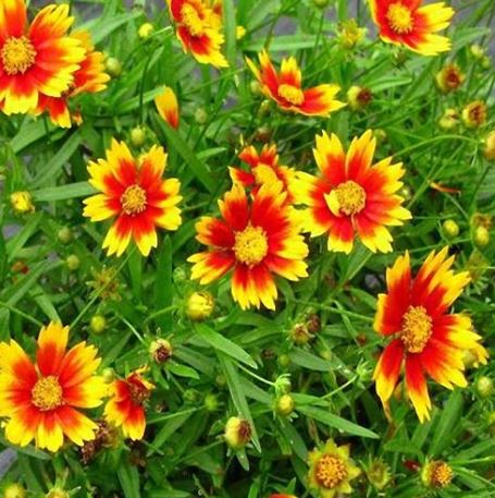 Li’l Bang Coreopsis Daybreak