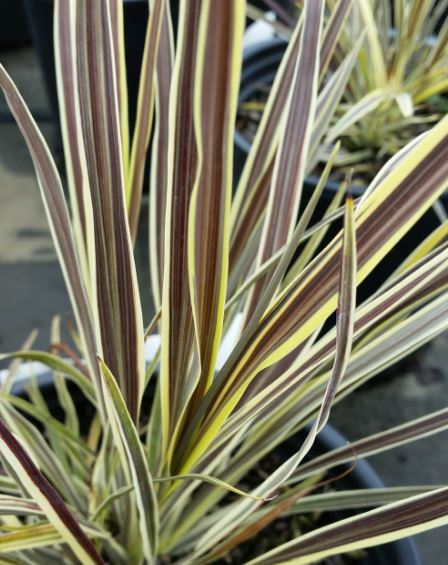 Electric Flash Grass Tree