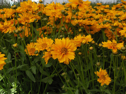 Coreopsis Jethro Tull Tickseed
