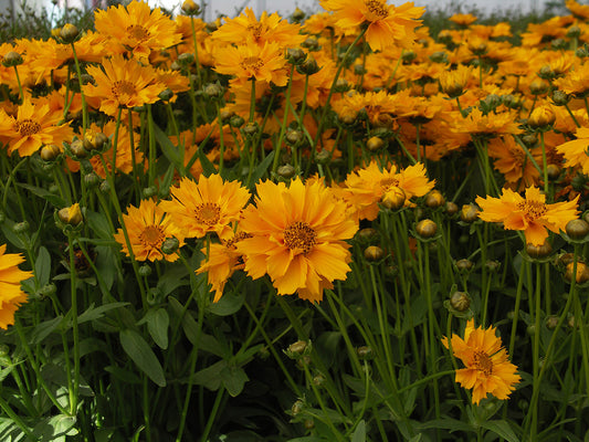 Coreopsis Jethro Tull Tickseed