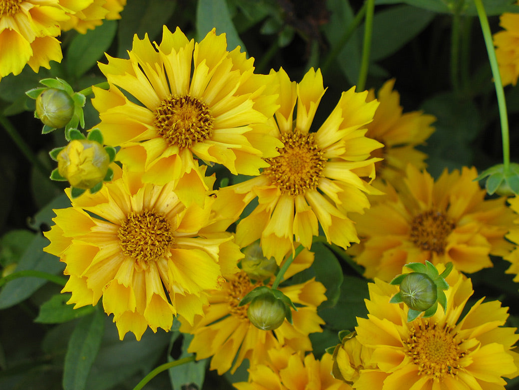 Coreopsis Jethro Tull Tickseed