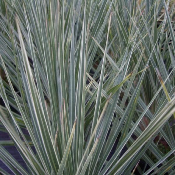 Jive Cordyline