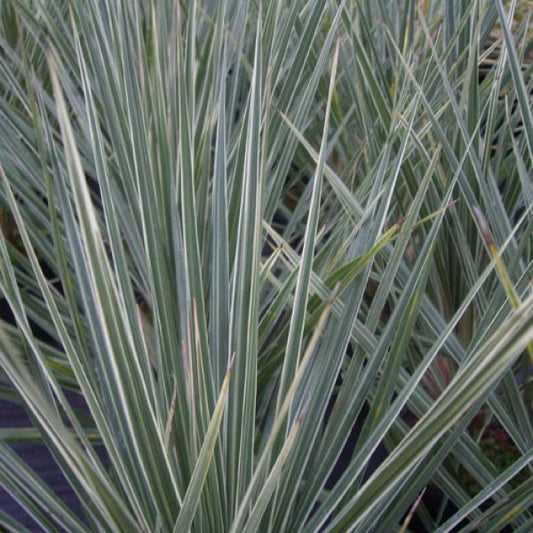 Jive Cordyline