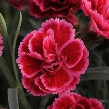 EverLast Burgundy Blush Maiden Pink