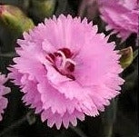 EverLast™ Lavender + Eye