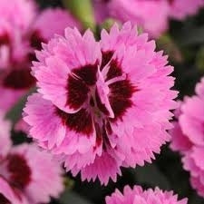 EverLast™ Lilac + Eye Maiden Pink