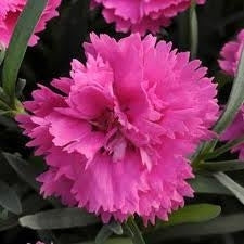 EverLast™ Orchid Maiden Pink