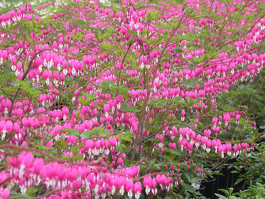 Old Fashioned Bleeding Heart