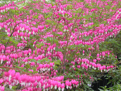 Old Fashioned Bleeding Heart
