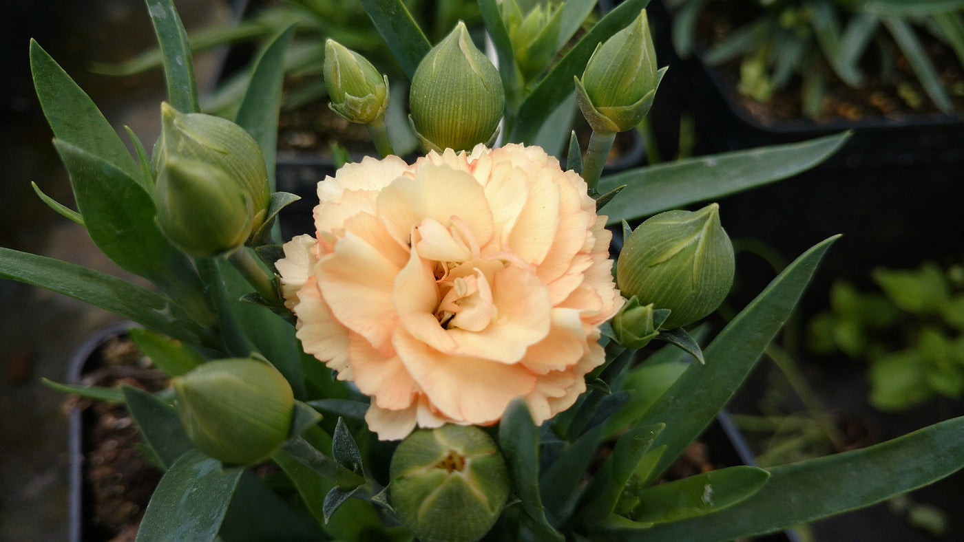 Dwarf Hardy Carnation Salmon Orange Luigi