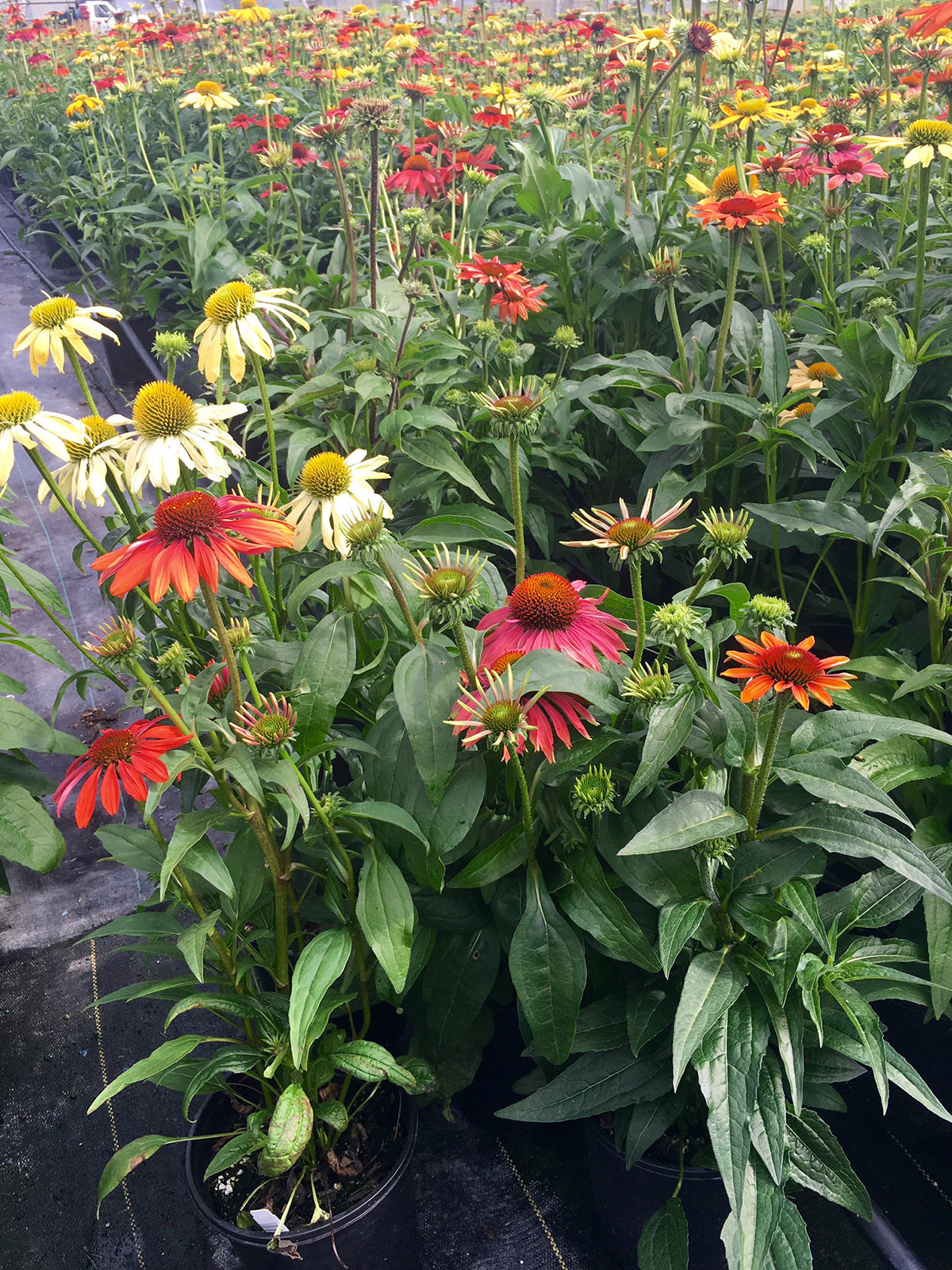Echinacea ‘Cheyenne Spirit’ | Multi-Colored Coneflower – Plants4Home