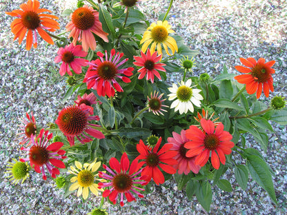 Cheyenne Spirit Echinacea
