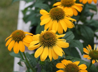 Sombrero® Lemon Yellow Coneflower
