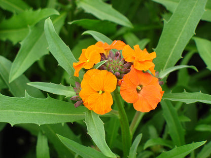 'Apricot Twist' Shrubby Wallflower